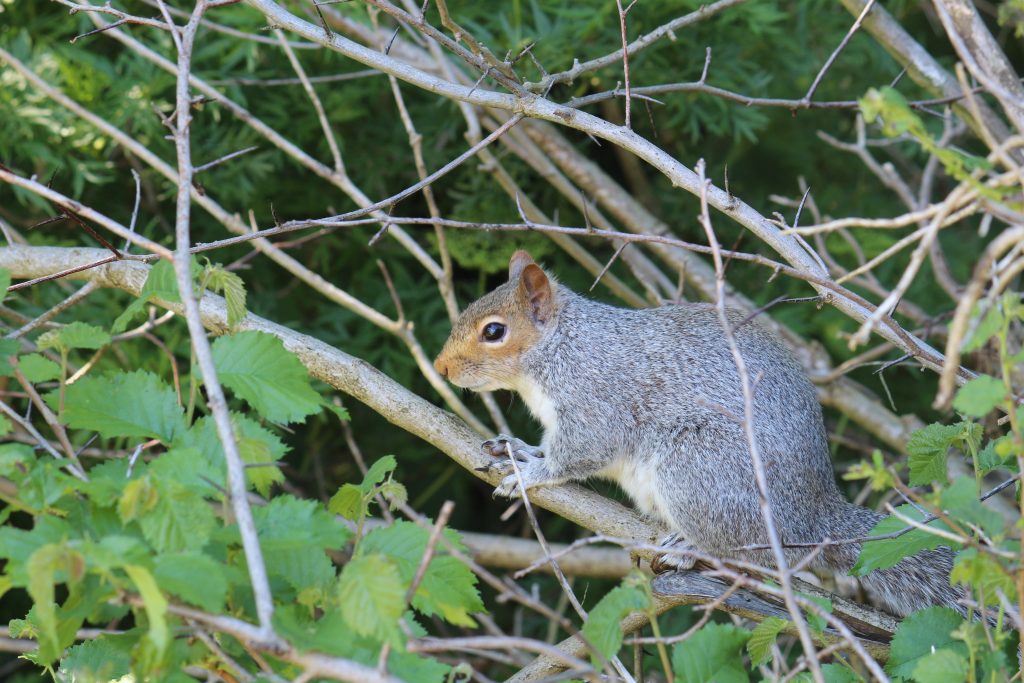 Grey squirrel trying to ignore me