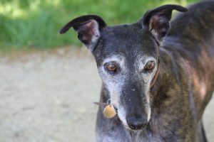 Handsome elderly greyhound